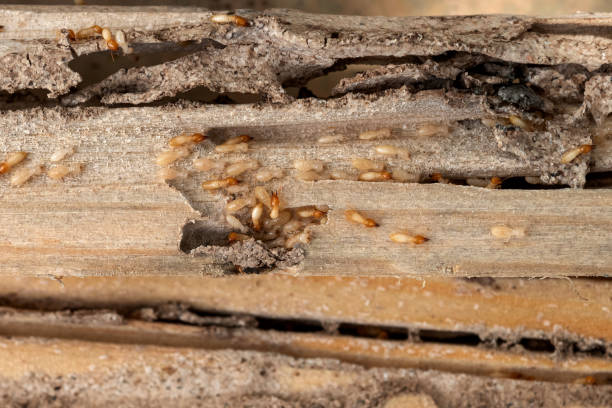 Best Bed Bug Extermination  in Delta Junction, AK